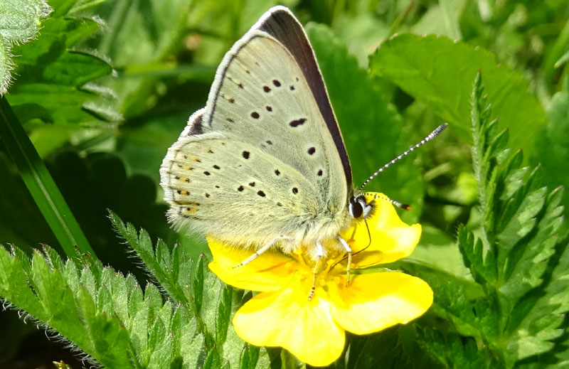 Lycaena subalpina - Lycaenidae